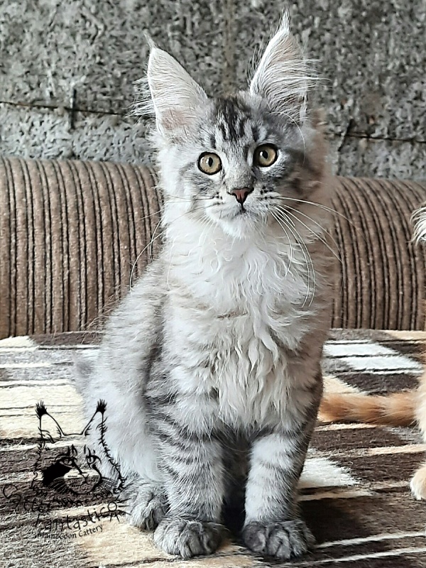 Gatto Fantastico Bayraktar - Kitten maine-coon 3 months