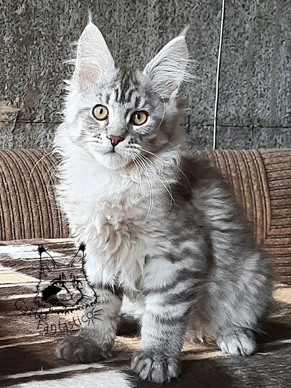 Gatto Fantastico Bayraktar - Kitten maine-coon 3 months