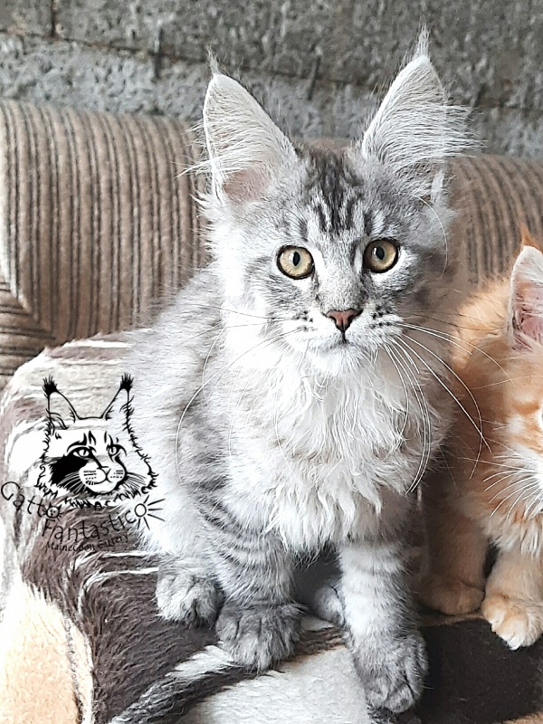 Gatto Fantastico Bayraktar - Kitten maine-coon 3 months