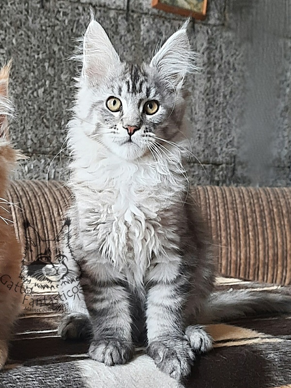 Gatto Fantastico Bayraktar - Kitten maine-coon 3 months