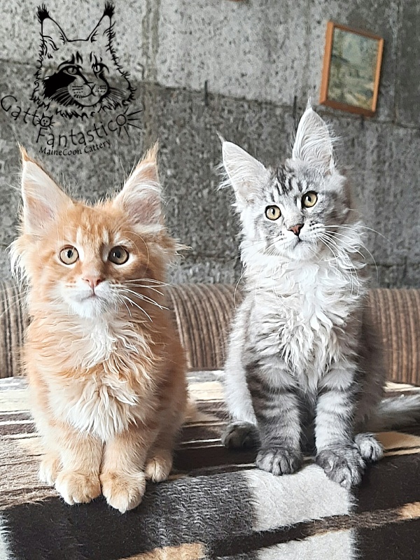 Gatto Fantastico Bayraktar - Kitten maine-coon 3 months