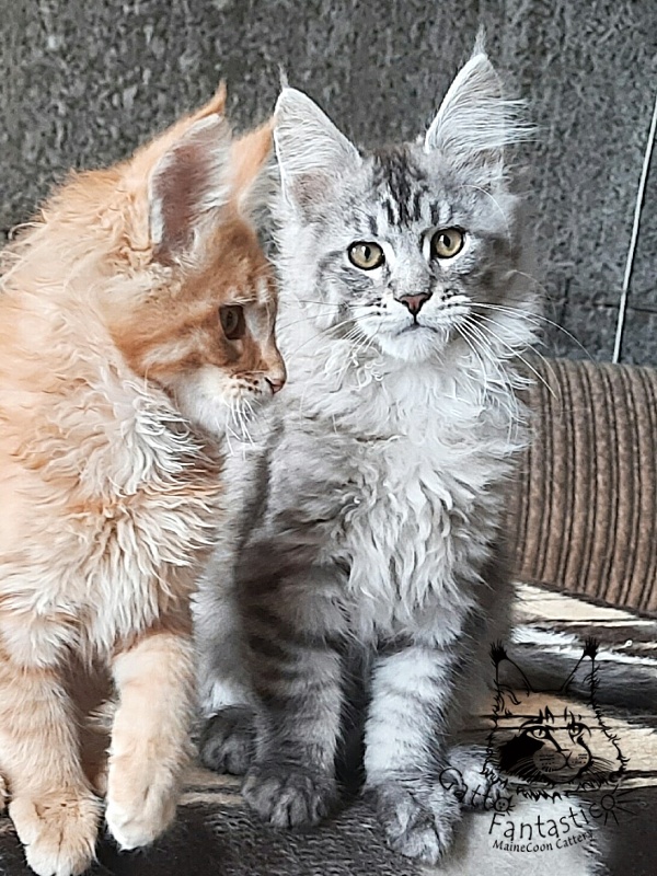 Gatto Fantastico Bayraktar - Kitten maine-coon 3 months