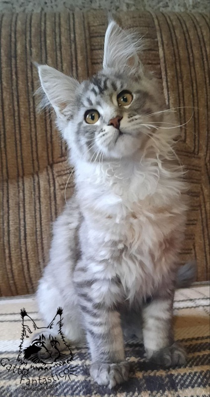 Gatto Fantastico Bayraktar - Kitten maine-coon 3 months 0.5 weeks