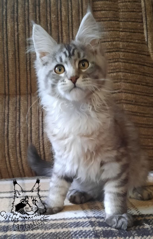 Gatto Fantastico Bayraktar - Kitten maine-coon 3 months 0.5 weeks