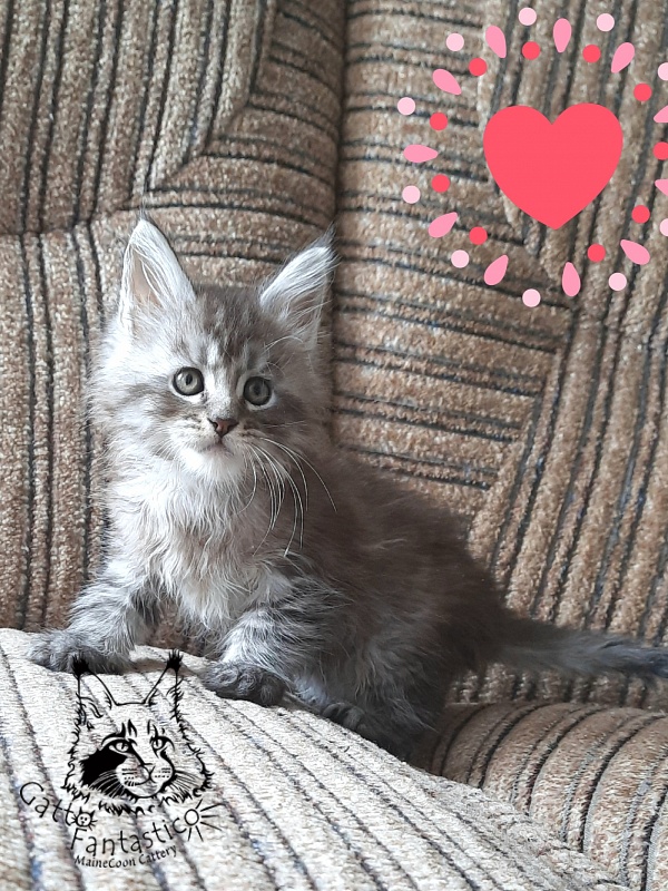 Gatto Fantastico Bayraktar - Kitten maine-coon 1 month 2.5 weeks