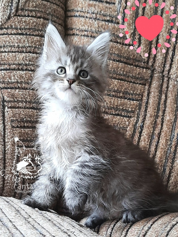 Gatto Fantastico Bayraktar - Kitten maine-coon 1 month 2.5 weeks