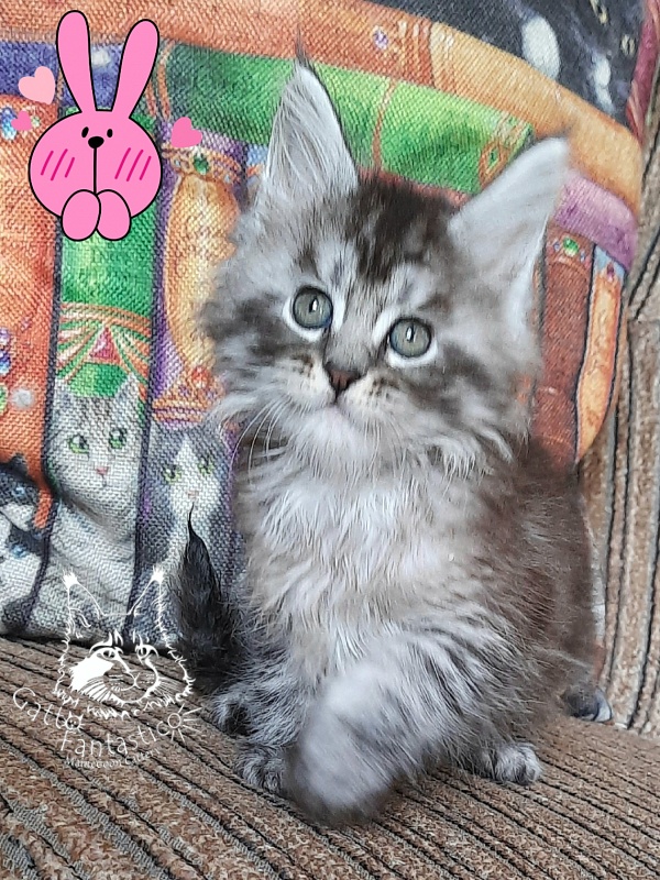 Gatto Fantastico Bayraktar - Kitten maine-coon 1 month 2.5 weeks