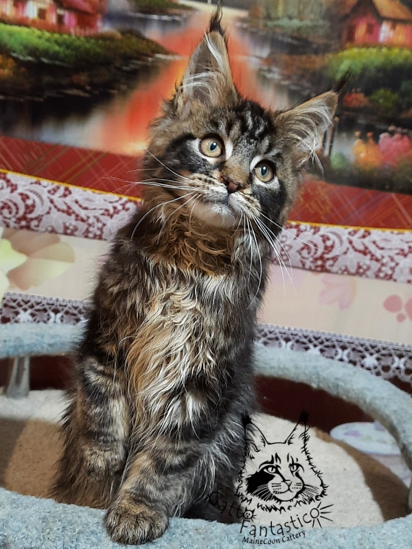 Gatto Fantastico Caesar - Kitten maine-coon 3 months 0.5 weeks