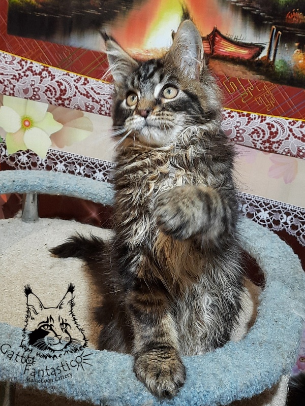 Gatto Fantastico Caesar - Kitten maine-coon 3 months 0.5 weeks