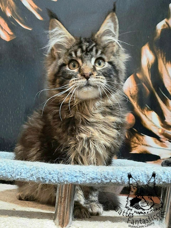 Gatto Fantastico Caesar - Kitten maine-coon 3 months 3 weeks