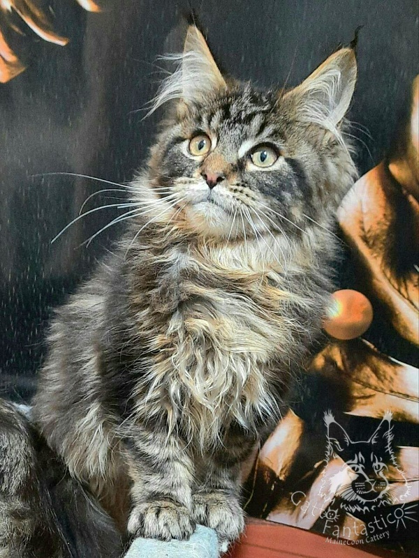 Gatto Fantastico Caesar - Kitten maine-coon 3 months 3 weeks