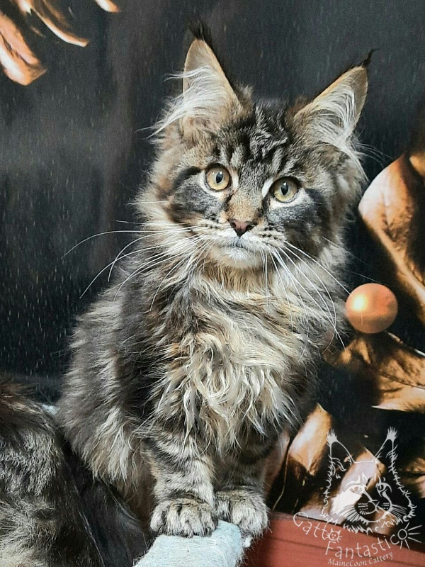 Gatto Fantastico Caesar - Kitten maine-coon 3 months 3 weeks