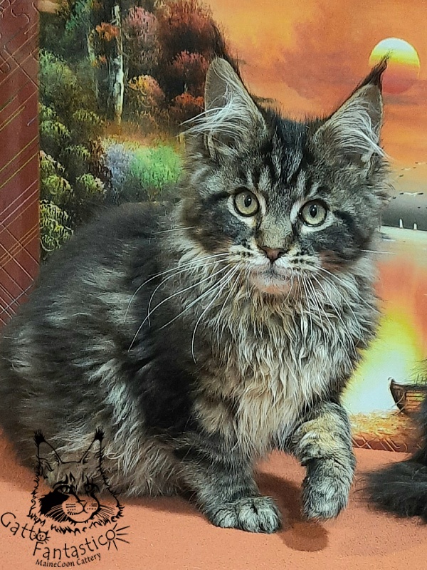 Gatto Fantastico Caesar - Kitten maine-coon 4 months 0.5 weeks