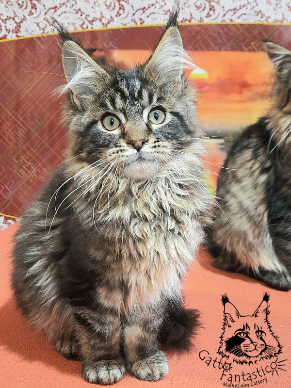 Gatto Fantastico Caesar - Kitten maine-coon 4 months 0.5 weeks