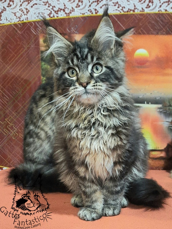 Gatto Fantastico Caesar - Kitten maine-coon 4 months 0.5 weeks