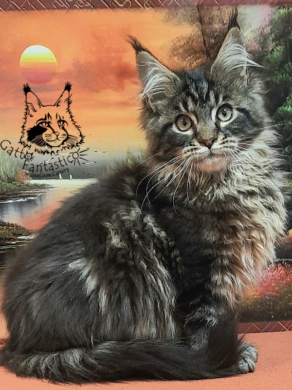 Gatto Fantastico Caesar - Kitten maine-coon 4 months 0.5 weeks