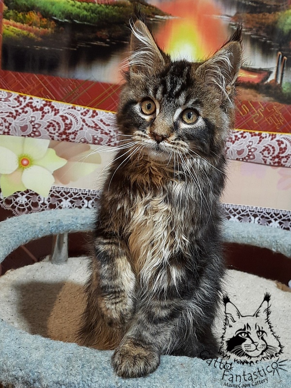Gatto Fantastico Caesar - Kitten maine-coon 3 months 0.5 weeks