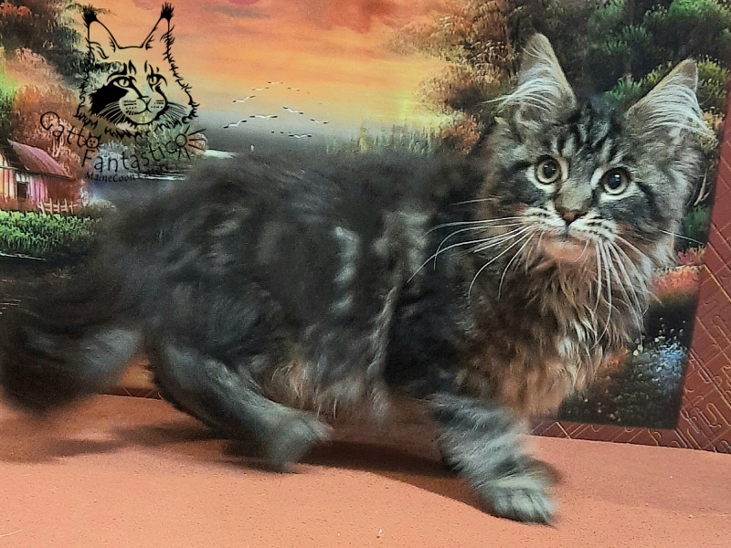 Gatto Fantastico Caesar - Kitten maine-coon 4 months 0.5 weeks