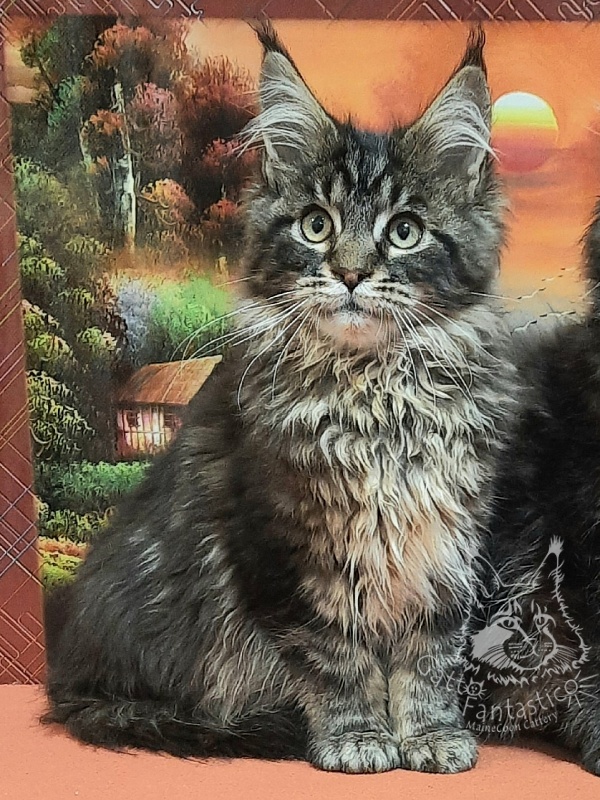 Gatto Fantastico Caesar - Kitten maine-coon 4 months 0.5 weeks