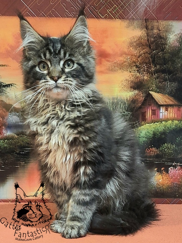 Gatto Fantastico Caesar - Kitten maine-coon 4 months 0.5 weeks