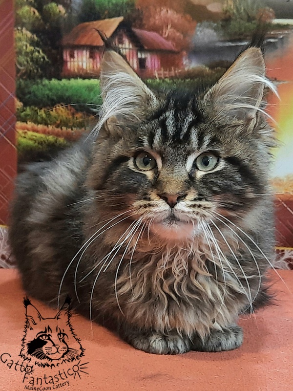 Gatto Fantastico Caesar - Kitten maine-coon 4 months 2 weeks