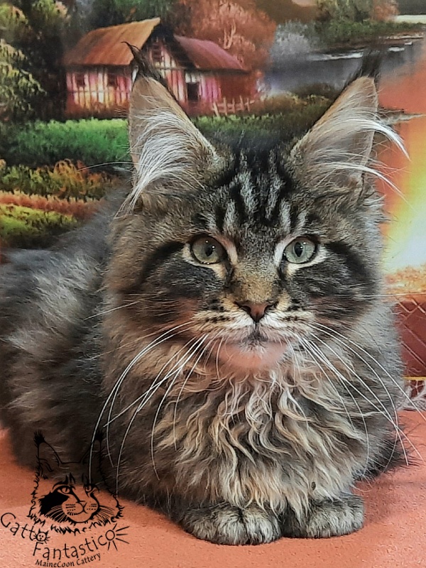 Gatto Fantastico Caesar - Kitten maine-coon 4 months 2 weeks