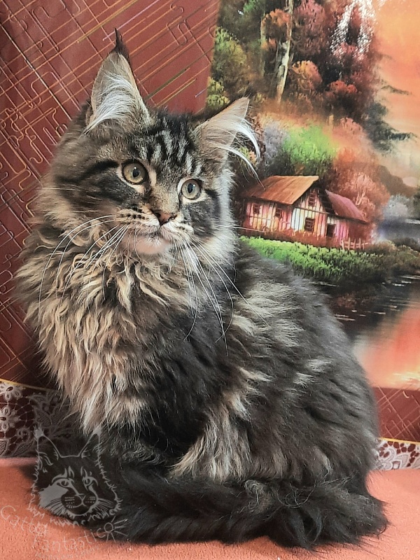 Gatto Fantastico Caesar - Kitten maine-coon 4 months 2 weeks