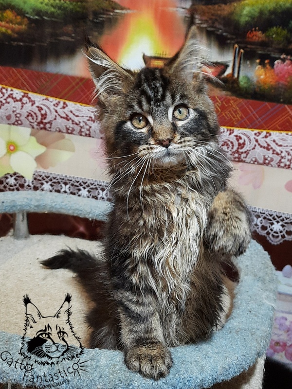 Gatto Fantastico Caesar - Kitten maine-coon 3 months 0.5 weeks