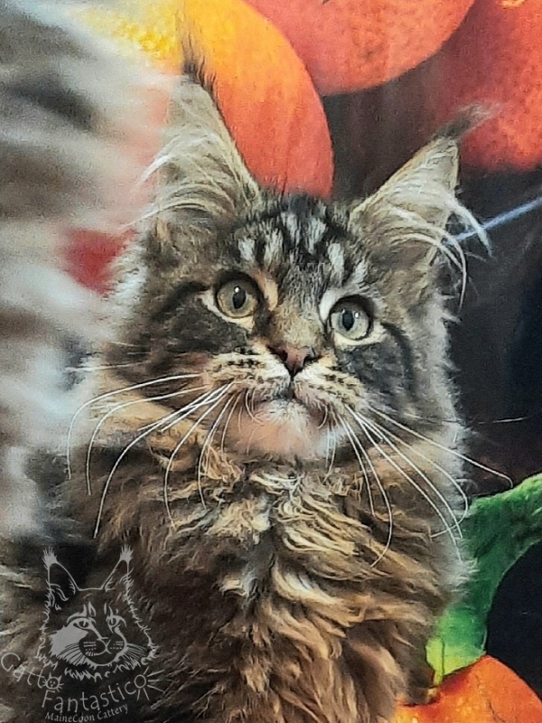 Gatto Fantastico Caesar - Kitten maine-coon 4 months 4 weeks