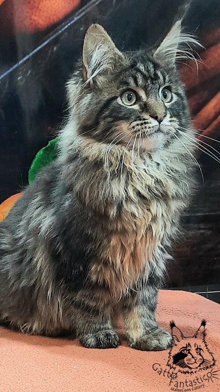 Gatto Fantastico Caesar - Kitten maine-coon 4 months 4 weeks