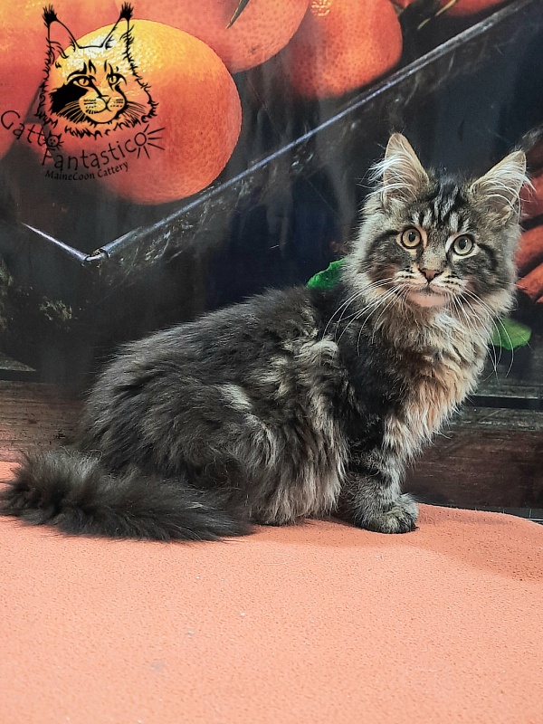 Gatto Fantastico Caesar - Kitten maine-coon 4 months 4 weeks