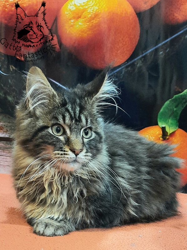 Gatto Fantastico Caesar - Kitten maine-coon 4 months 4 weeks