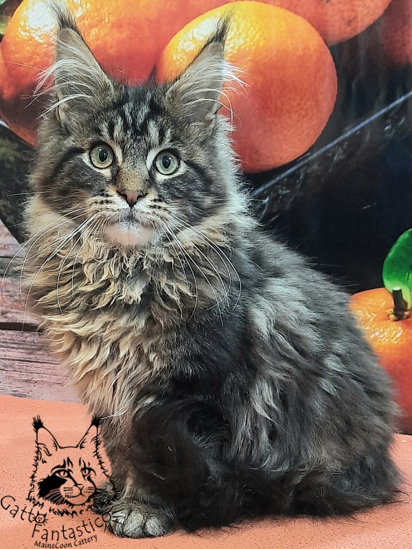 Gatto Fantastico Caesar - Kitten maine-coon 4 months 4 weeks