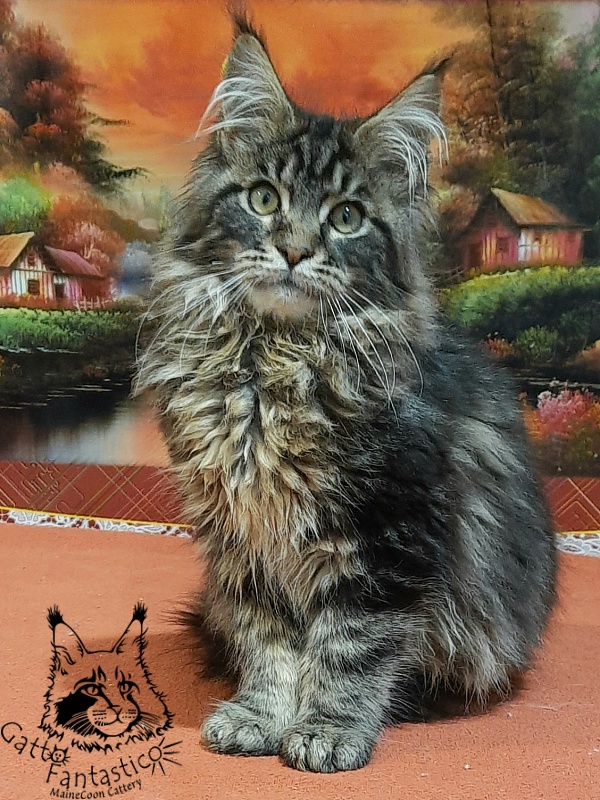 Gatto Fantastico Caesar - Kitten maine-coon 5.5 months
