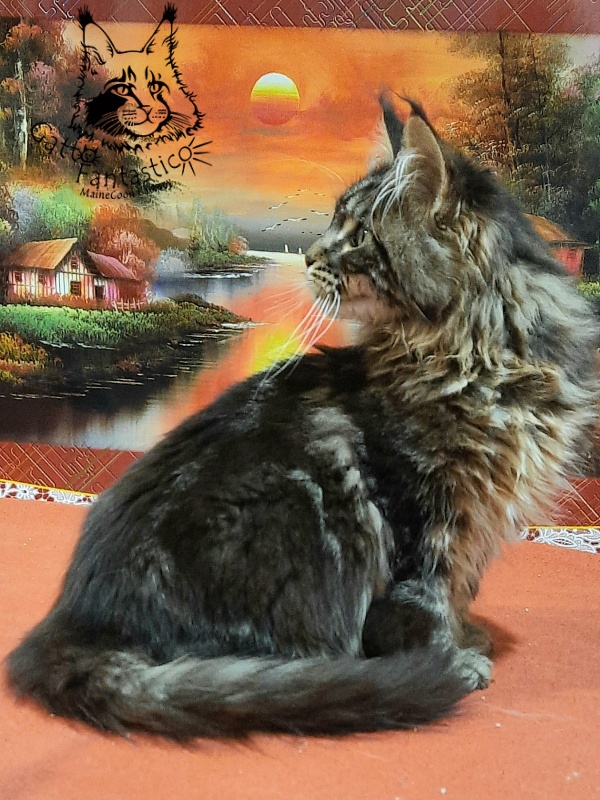Gatto Fantastico Caesar - Kitten maine-coon 5.5 months