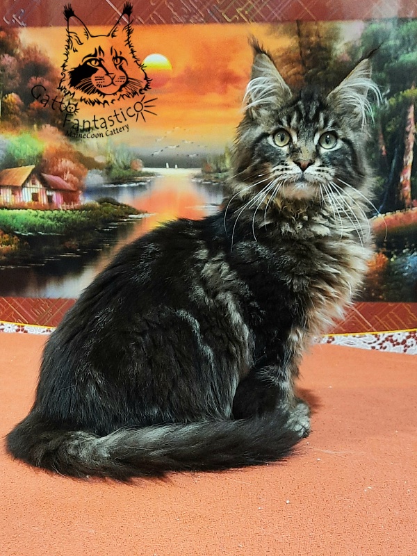 Gatto Fantastico Caesar - Kitten maine-coon 5.5 months