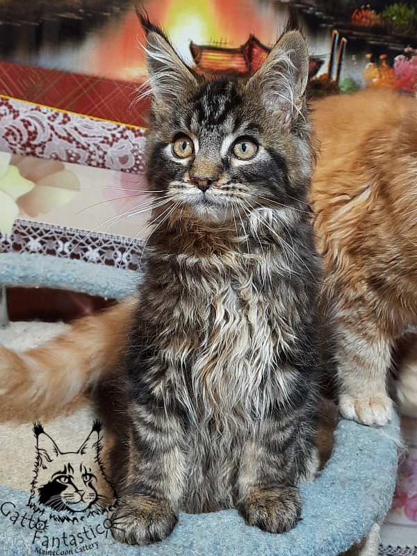 Gatto Fantastico Caesar - Kitten maine-coon 3 months 0.5 weeks