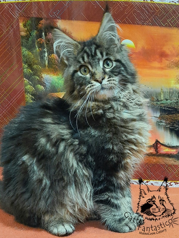 Gatto Fantastico Caesar - Kitten maine-coon 5.5 months