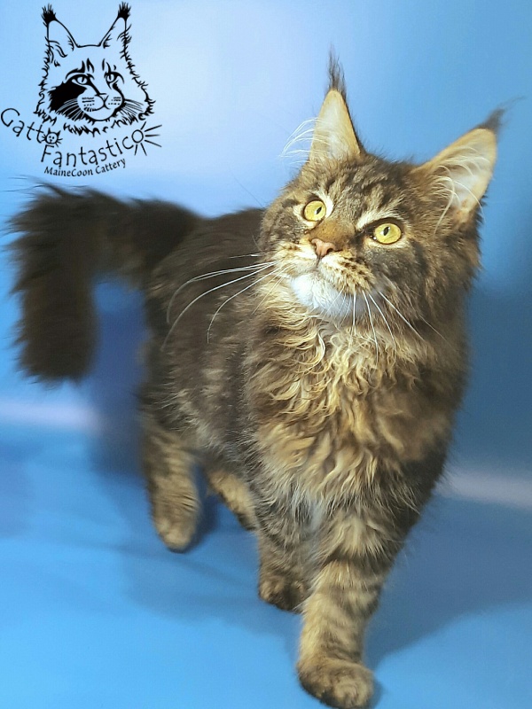 Gatto Fantastico Caesar - Kitten maine-coon 5 months 3 weeks
