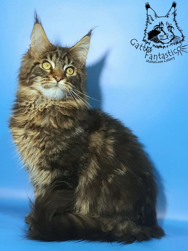 Gatto Fantastico Caesar - Kitten maine-coon 5 months 3 weeks