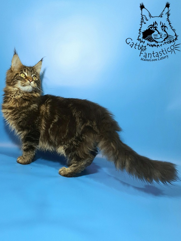 Gatto Fantastico Caesar - Kitten maine-coon 5 months 3 weeks