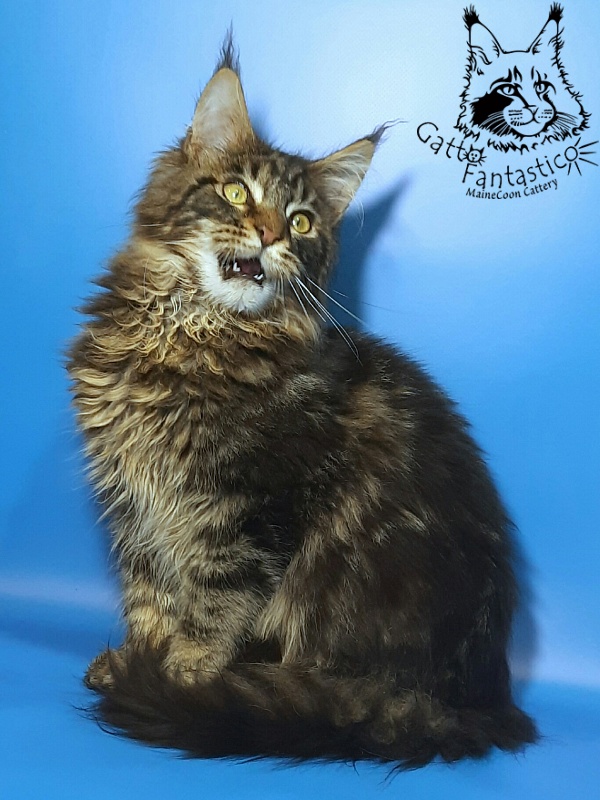 Gatto Fantastico Caesar - Kitten maine-coon 5 months 3 weeks