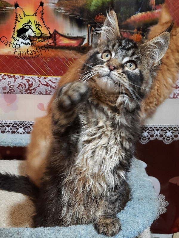 Gatto Fantastico Caesar - Kitten maine-coon 3 months 0.5 weeks