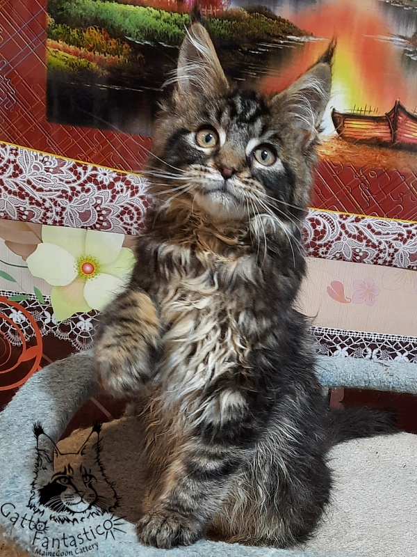 Gatto Fantastico Caesar - Kitten maine-coon 3 months 0.5 weeks