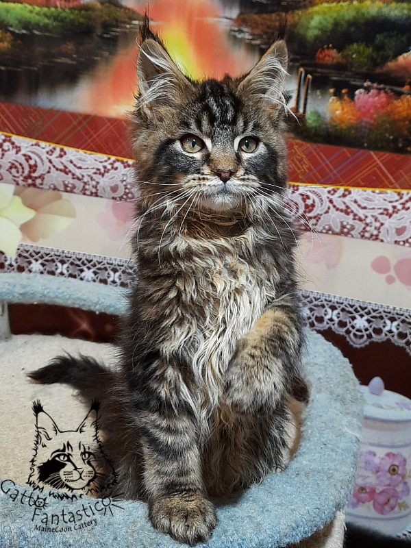 Gatto Fantastico Caesar - Kitten maine-coon 3 months 0.5 weeks
