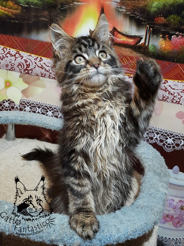Gatto Fantastico Caesar - Kitten maine-coon 3 months 0.5 weeks