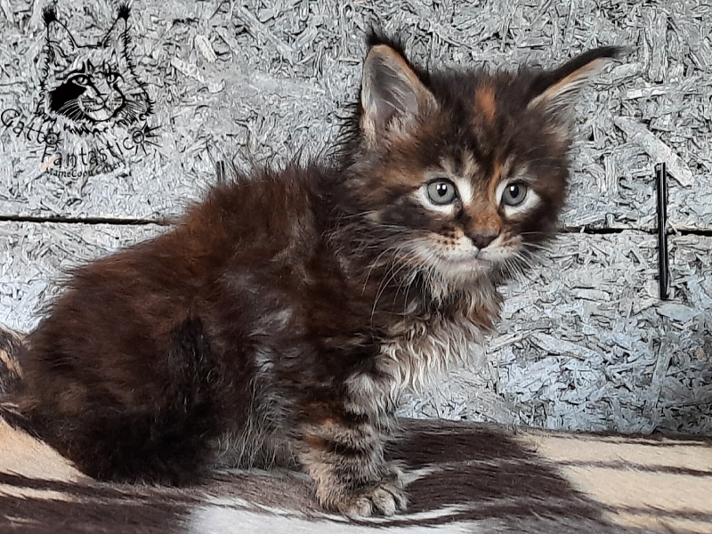 Gatto Fantastico Cheremshyna - Кошеня мейн-кун 1 місяць 1 тиждень