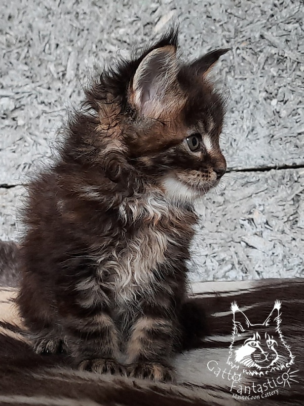 Gatto Fantastico Cheremshyna - Кошеня мейн-кун 1 місяць 1 тиждень