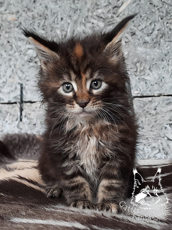 Gatto Fantastico Cheremshyna - Кошеня мейн-кун 1 місяць 1 тиждень