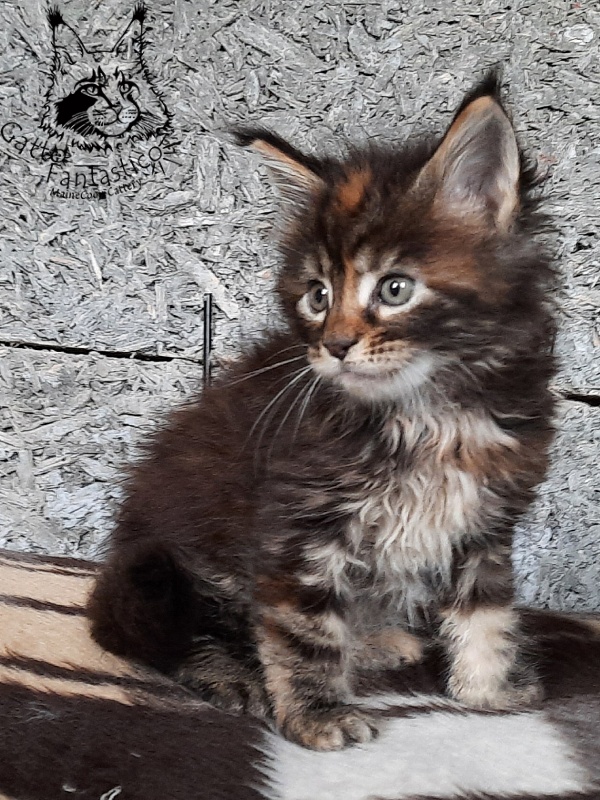 Gatto Fantastico Cheremshyna - Кошеня мейн-кун 1 місяць 1 тиждень